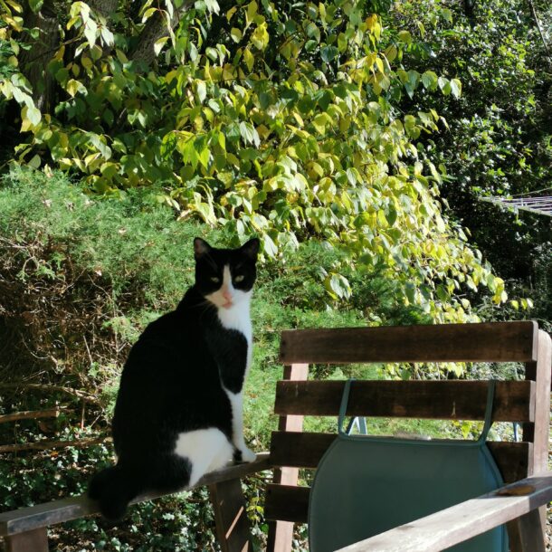 Katze in der Hütte