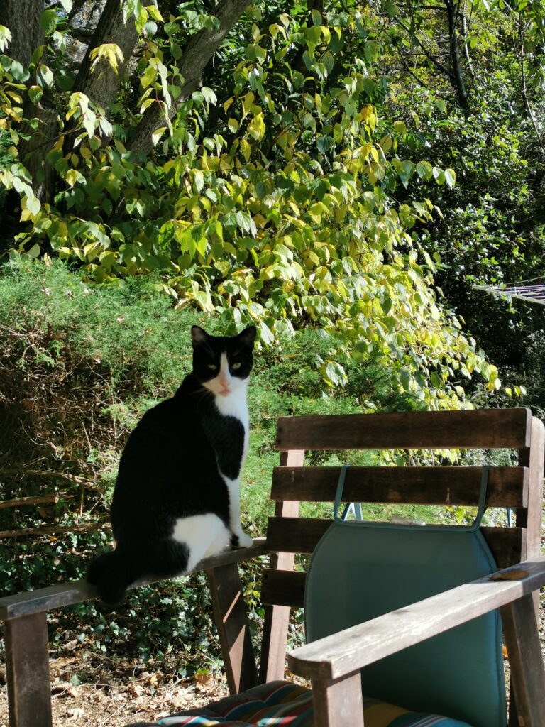 gato en la cabaña